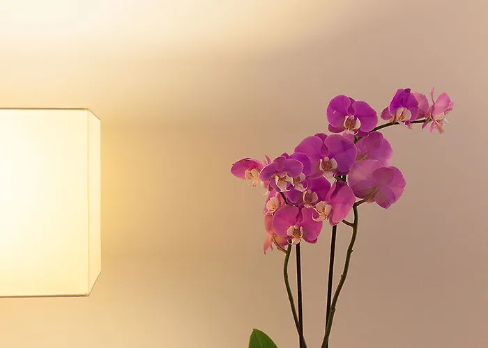 فندق Colectia Urumea 2*