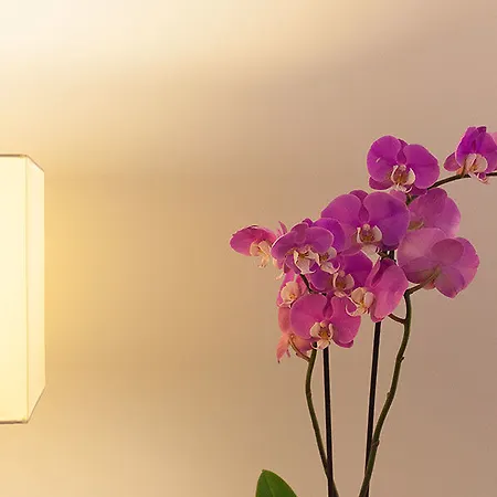 Отель Colectia Urumea 2*